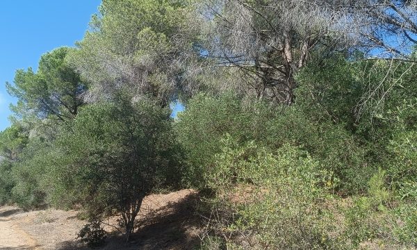 FOLLONICA VENDESI TERRENO AGRICOLO